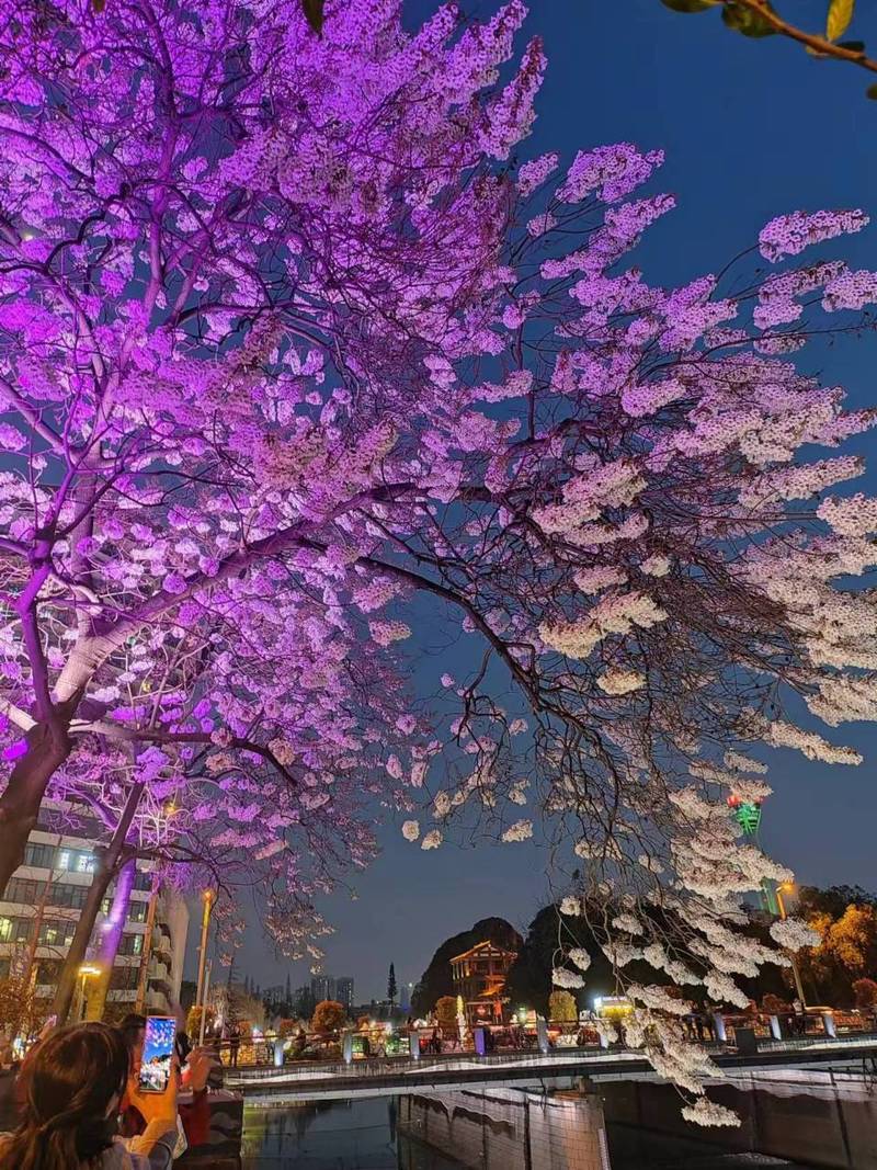 拍照紫色灯光图3