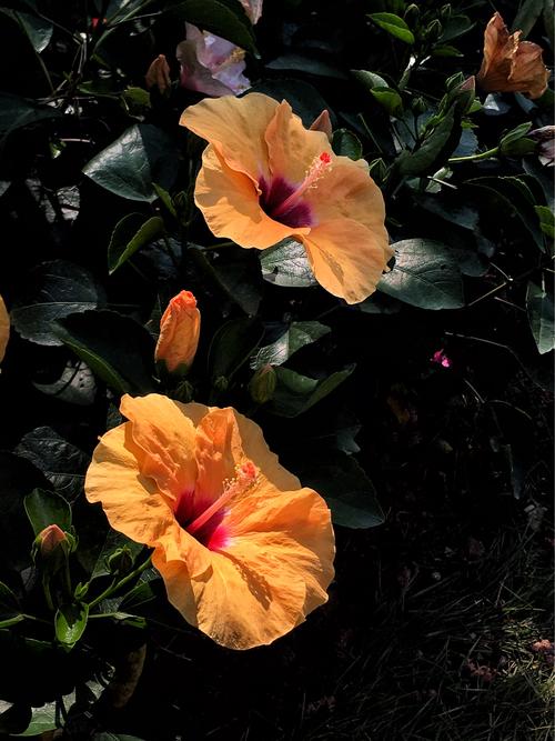 纯色底图打光图1