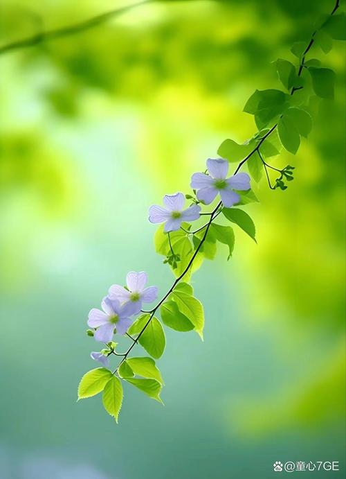 手机风光壁纸图2