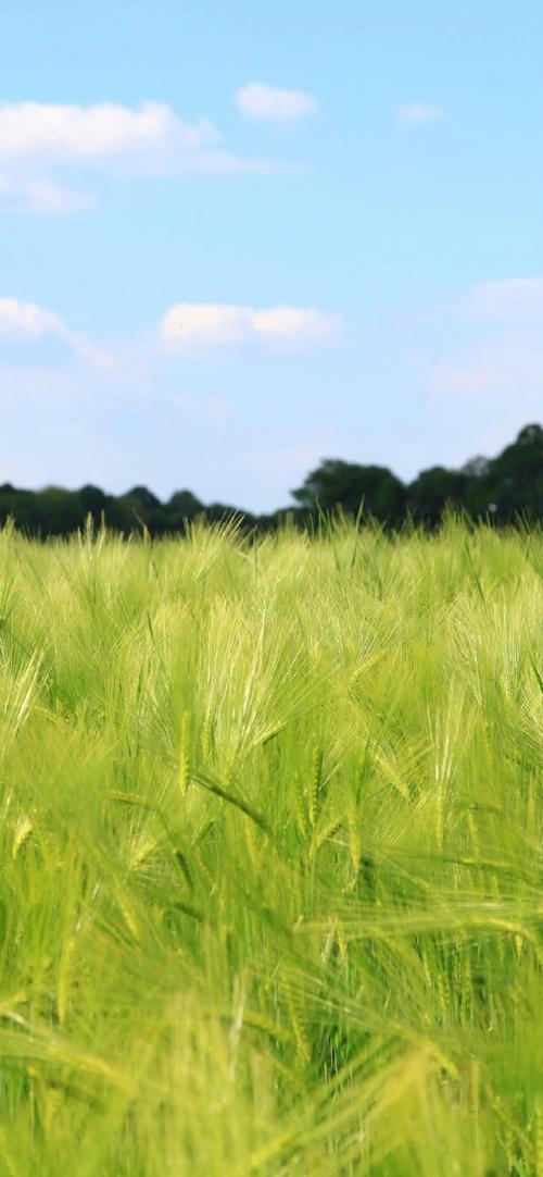 你们用过最美的手机壁纸是什么?