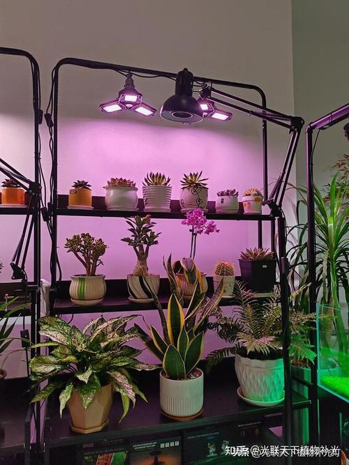 植物补光灯怎么用使用注意事项整理