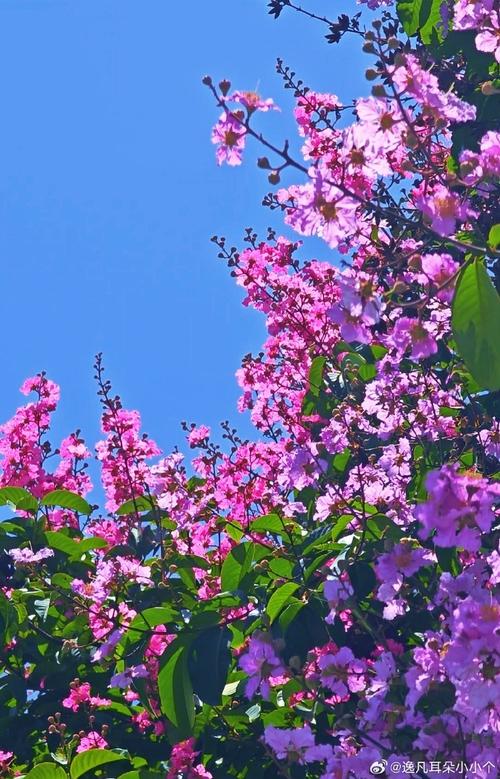 拍照效果最好的手机排行