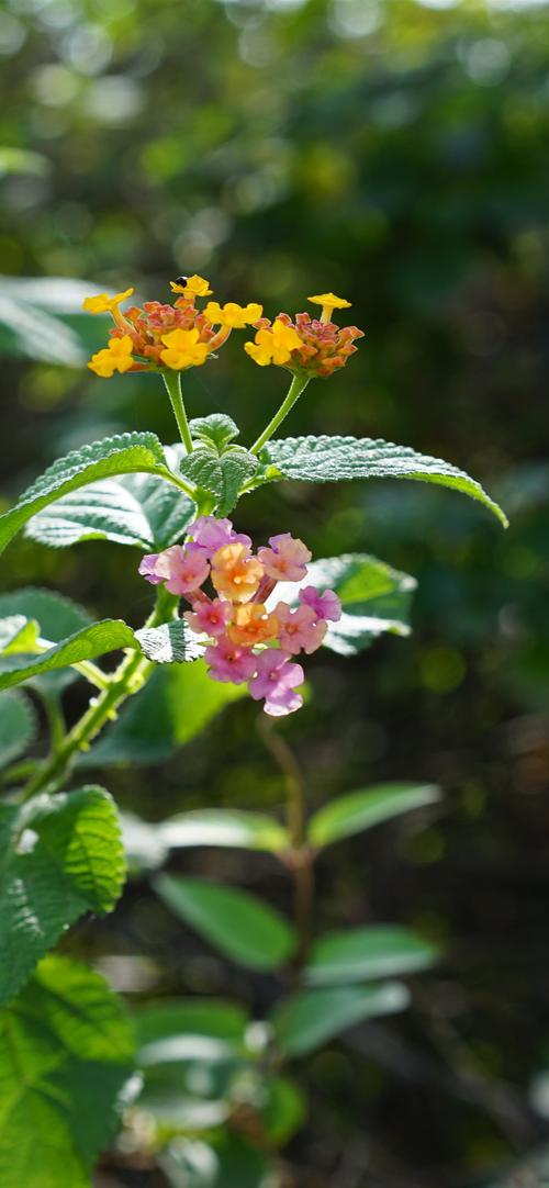 苹果手机拍照有个小花是啥