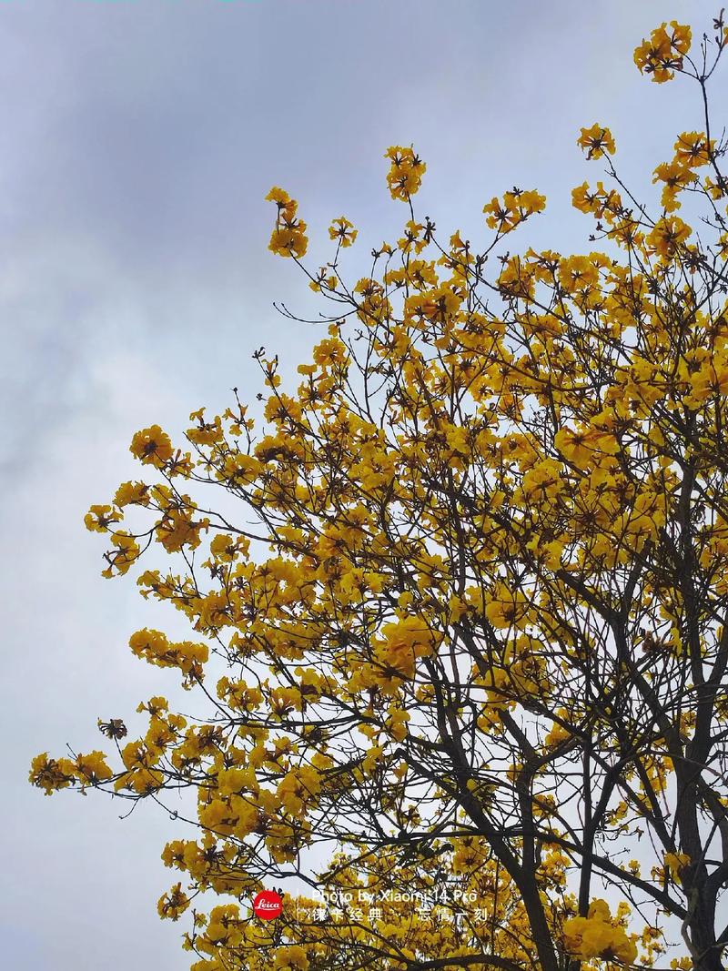 什么牌子的手机拍照最好