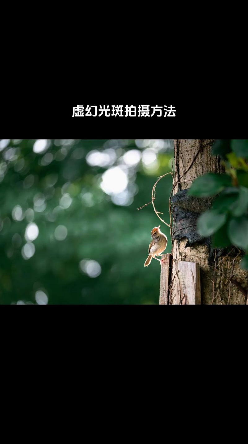 照片拍出来背景模糊用什么软件图2