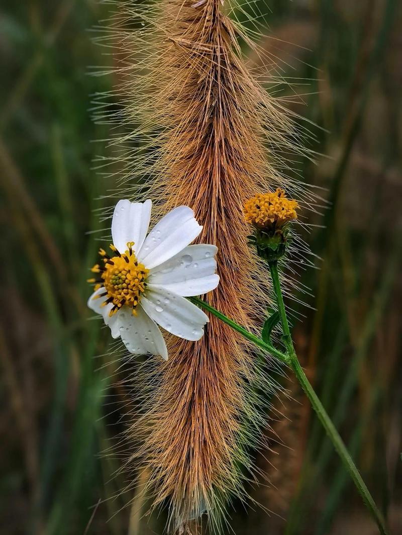 华为手机拍照有哪些技巧图2