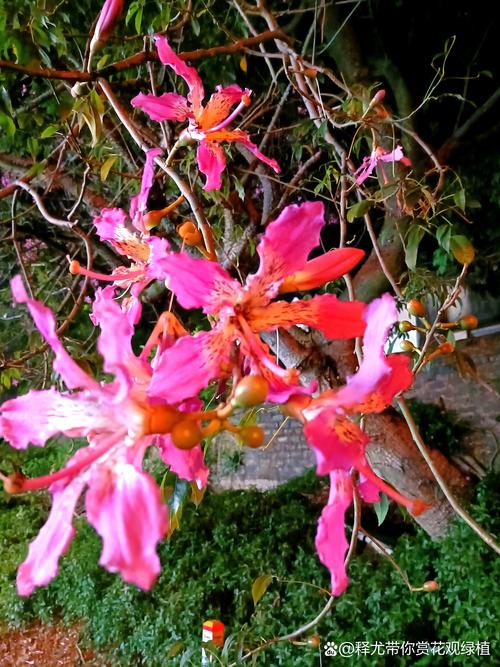 手机拍摄花草技巧有哪些图2