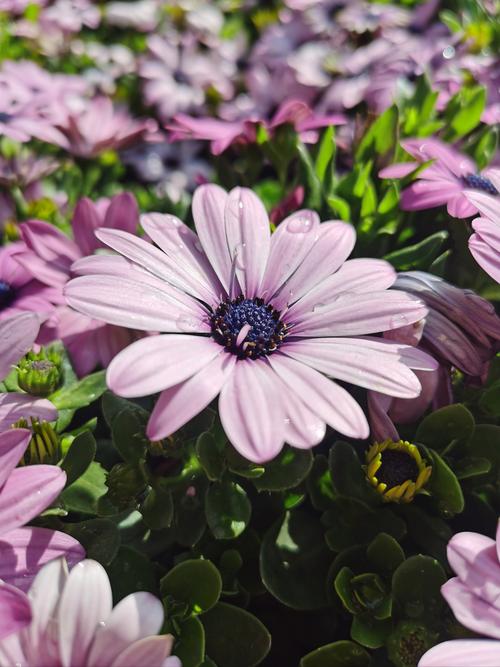 手机拍摄花草技巧有哪些图3