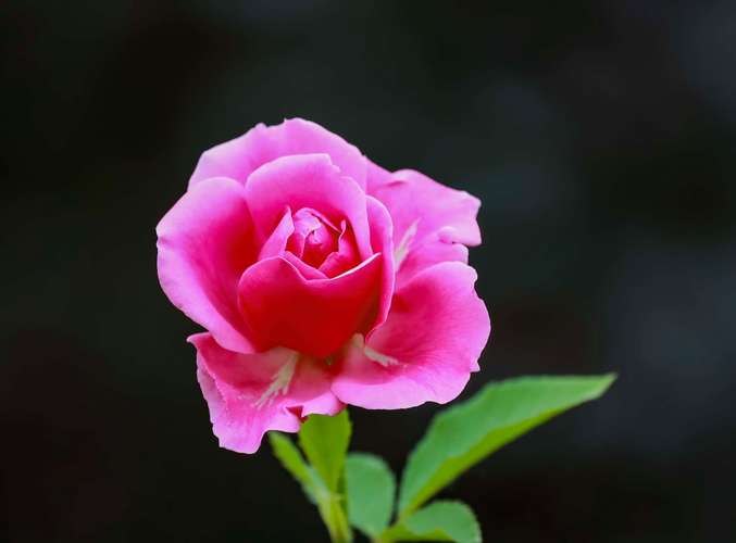 你拍的最美的花,有哪些?