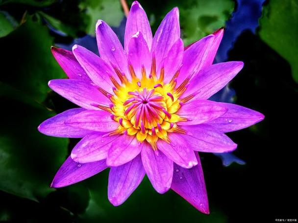 拍照紫色背景怎么调图2