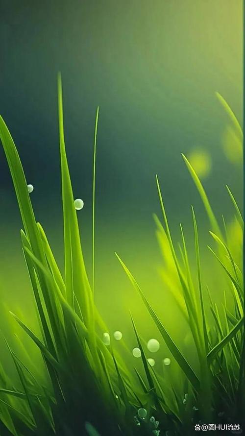 手机绿色护眼壁纸图1