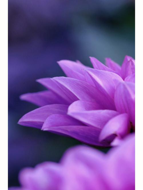 紫色背景图片高清大图图3