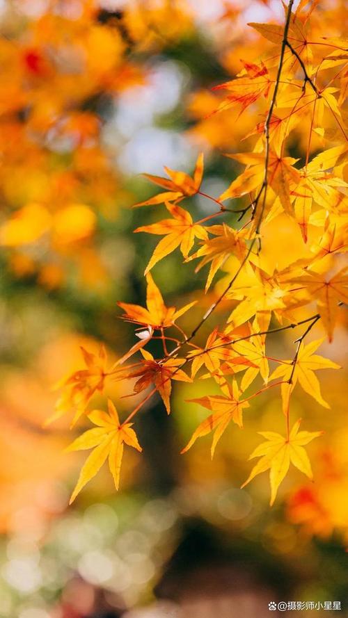 拍照效果最好的手机图1