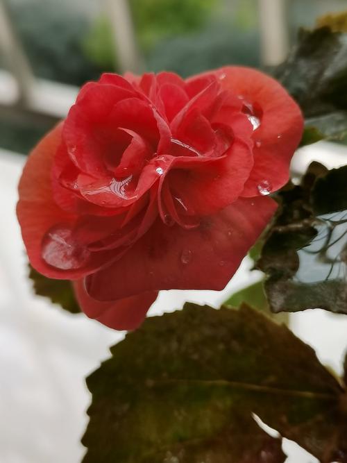 拍照手机哪个效果最好?图1