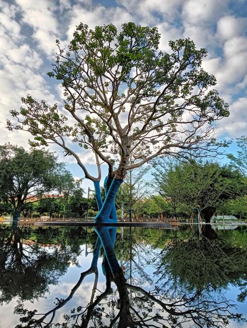 什么手机拍照很好看图1