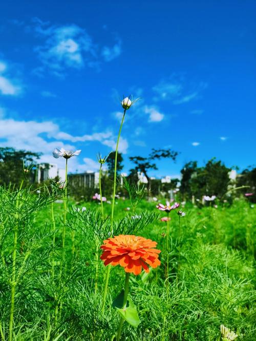 什么手机拍照最好看