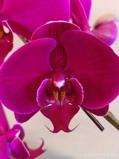 拍摄花卉用什么镜头