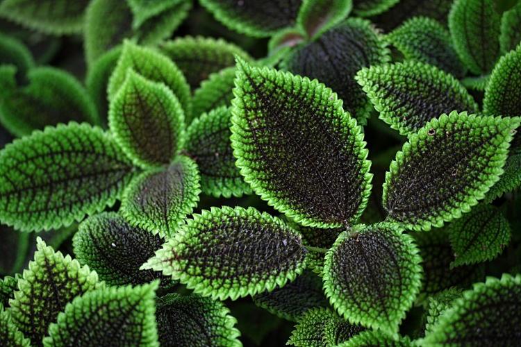 你们有没有那种可好看的绿色背景图哇,超喜欢绿色?