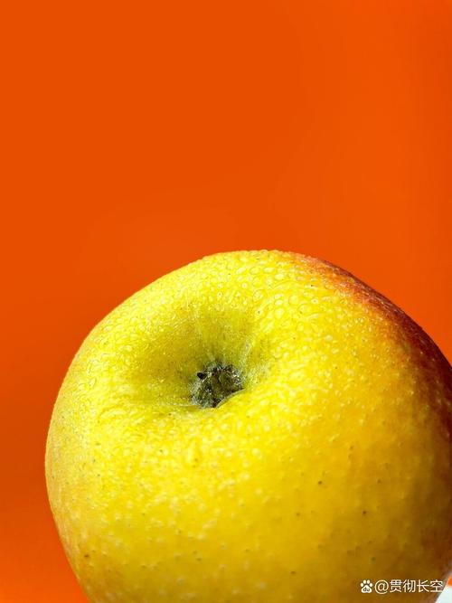 苹果哪款手机拍照效果最好图2