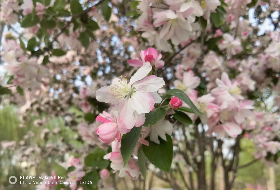 如何用手机翻拍照片图1