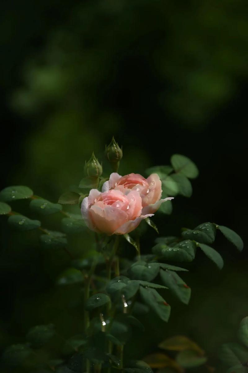 手机拍照的背景选择图3