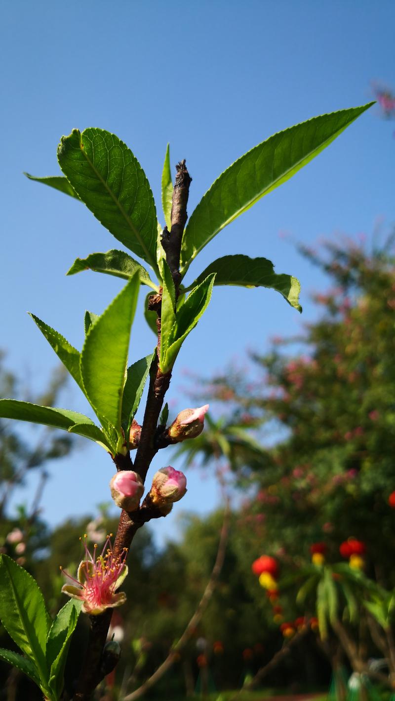 拍照手机第一名