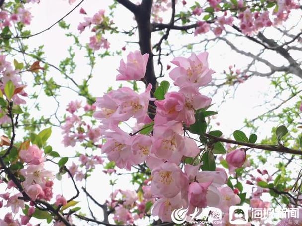 赏花拍照姿势大全图1