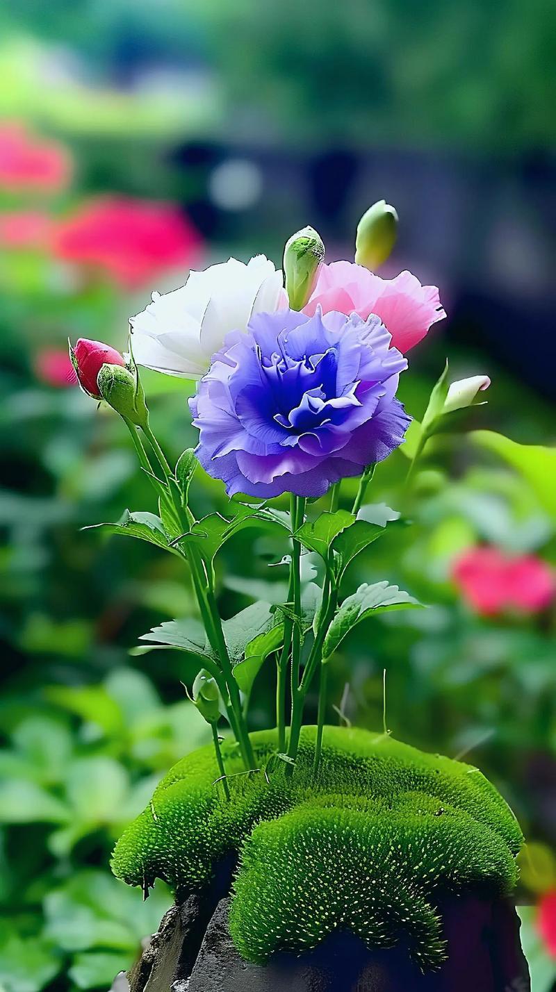 手机怎么拍花才好看图1