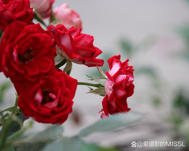 摄影拍花,怎么拍,能好看吗