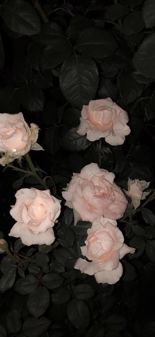 拍照背景图片素材简约清新图1