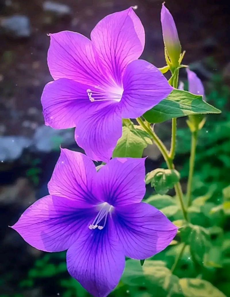 深紫色背景图片纯色高清图2