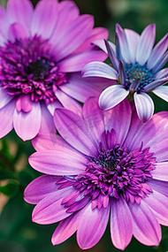 紫色颜色有哪些图片