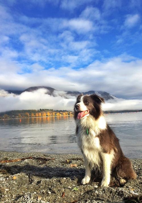 现在照相最好的手机是什么牌子图2