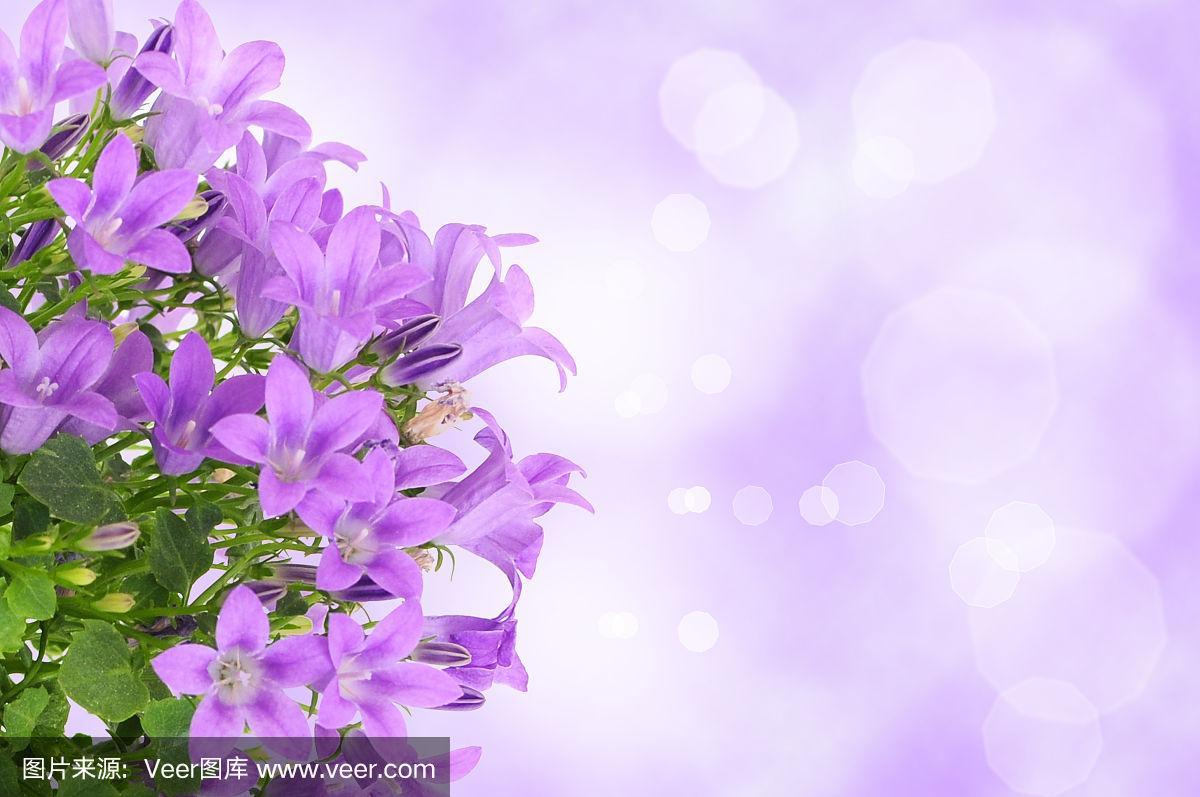 电脑背景变紫色图1