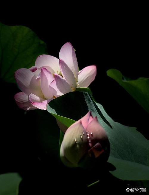 如何拍出黑背景?