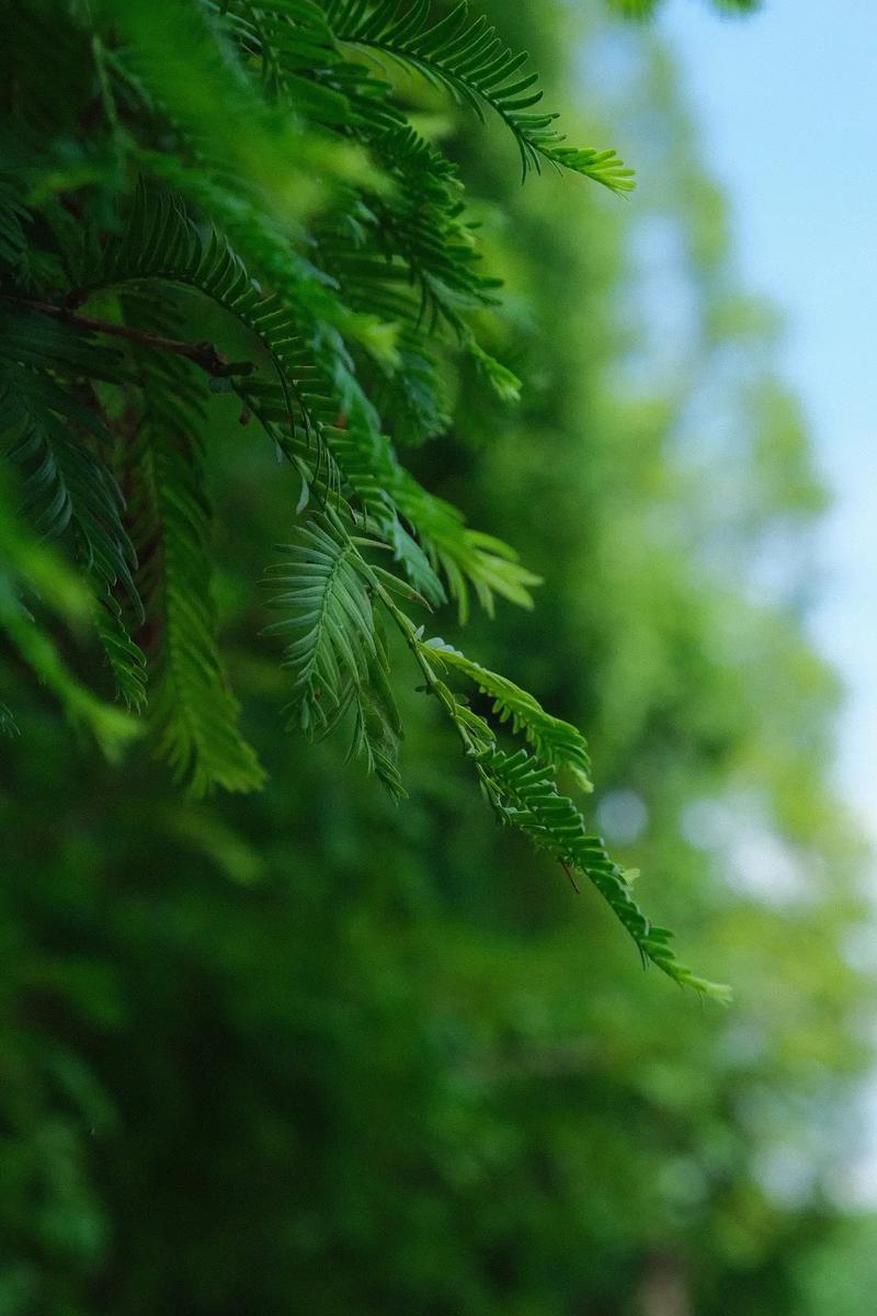 请问用什么颜色当背景,能突出浅绿色的主体物?谢谢!