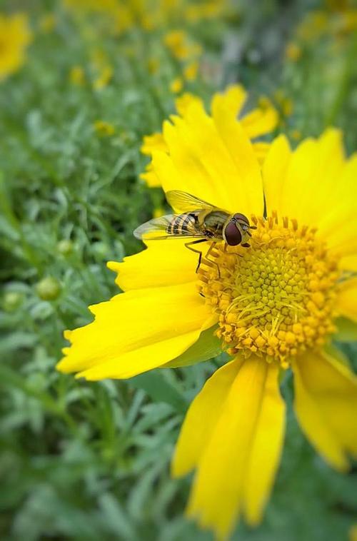 拍短视频用什么手机比较好