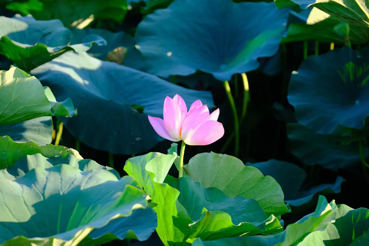 抖音十大好看壁纸图片