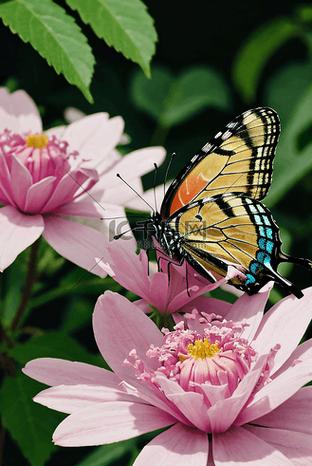 女生发图片蝴蝶暗示什么