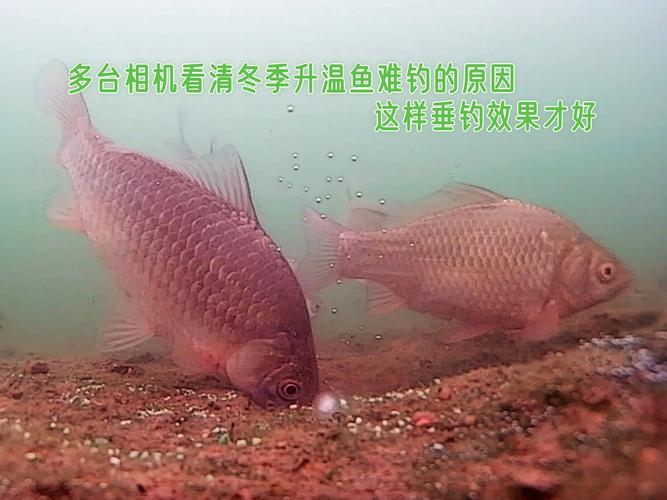 鱼泡水印相机可以同时保存一张有水印和无水印的照片吗?