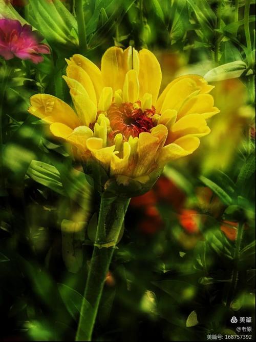 华为手机怎样拍花更美