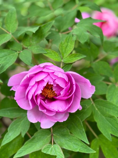 哪个软件拍花好看点图1