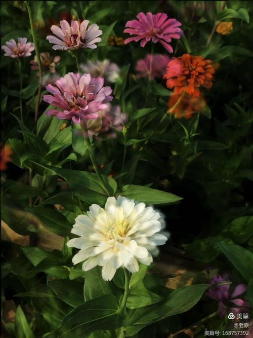 手机如何拍花朵图2