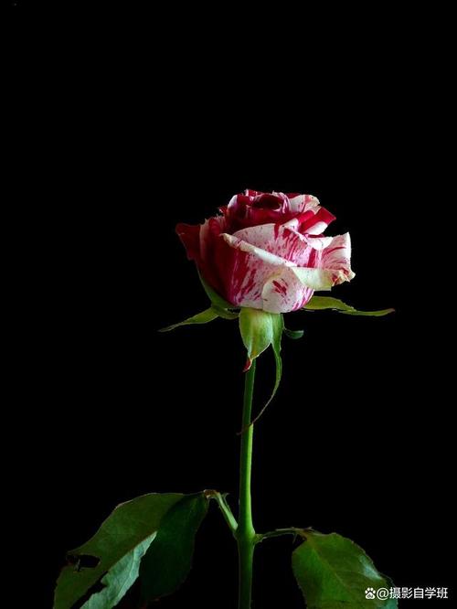 手机如何拍花朵图1