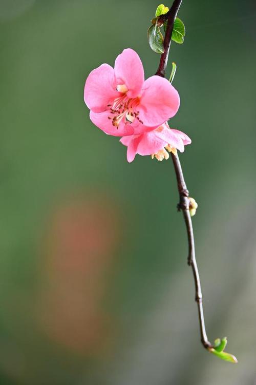 苹果手机拍花技巧