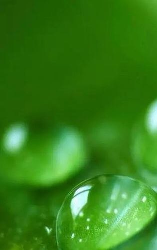 绿色100张图片背景图图2