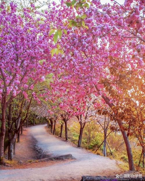 如何将相册中照片设为手机桌面背景