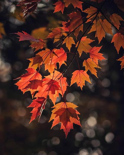 手机拍摄风景图片图2