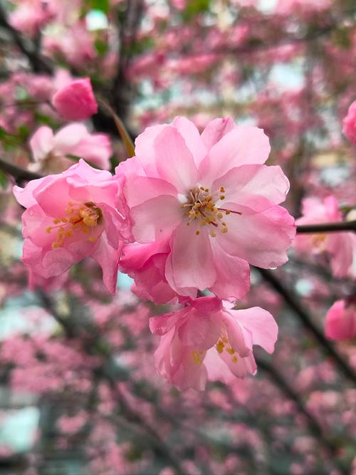 手机拍摄风景图片图3