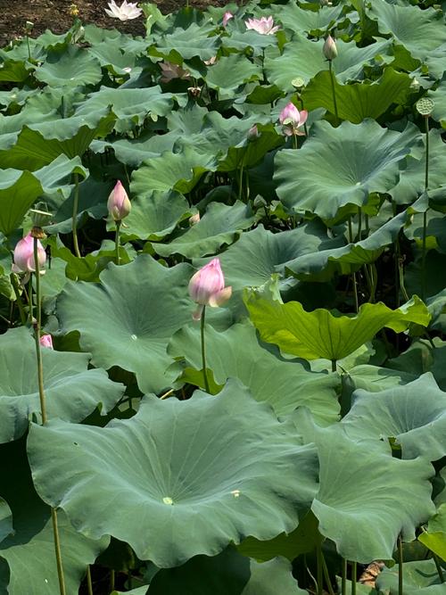 手机摄影的三个要素